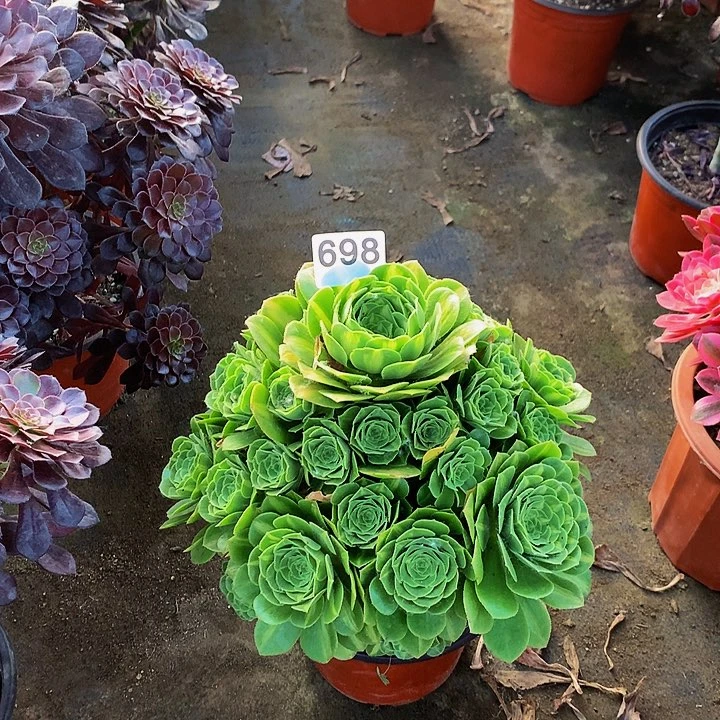 Y****饰多肉翡翠琉璃带盆土695000