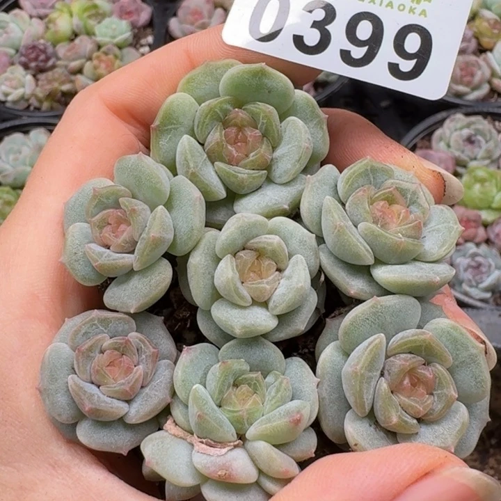 当前无花朵，栽培后可花朵多肉植物多肉植物