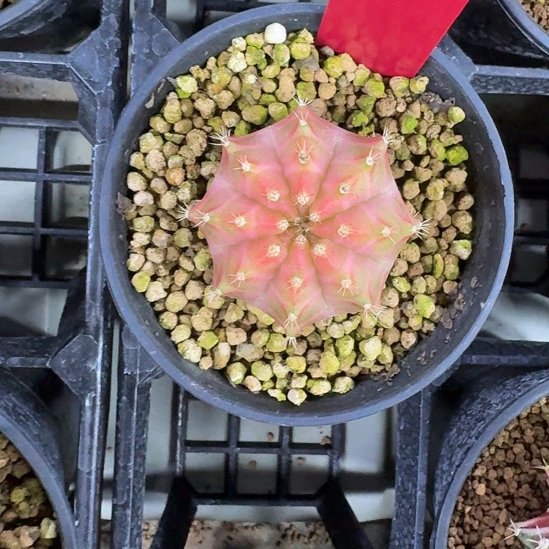 L528-1120广东发货