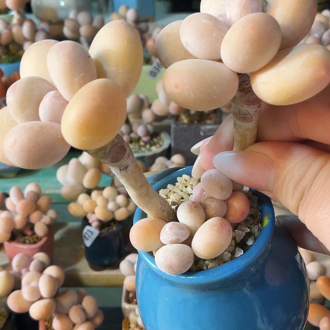 佳****多肉植物的生长发育和生长发育