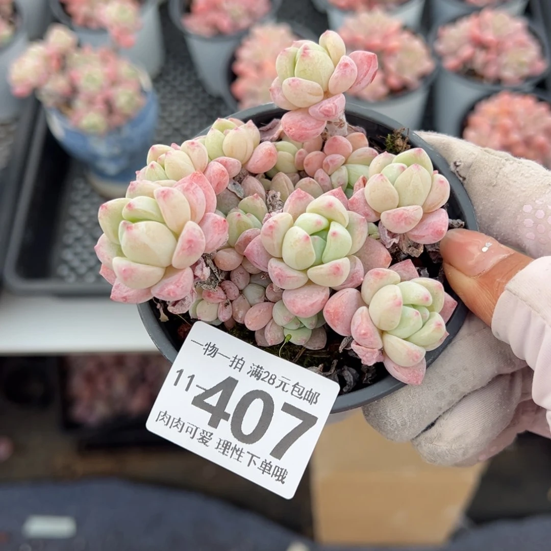 粉香水多肉多肉多肉多肉