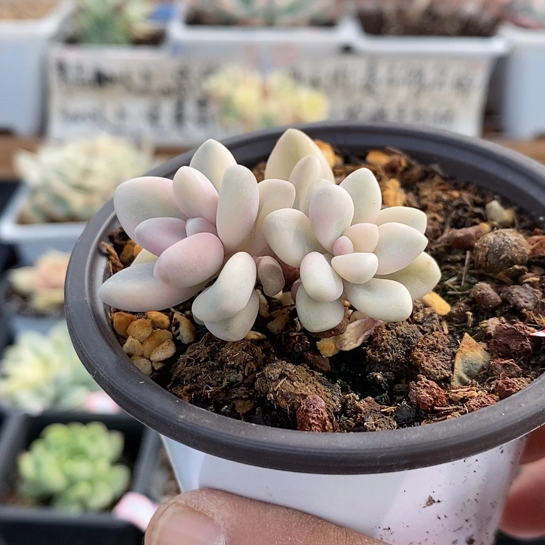 15324 艾伦锦双头