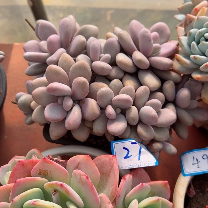 27桃蛋平平安安健健康康