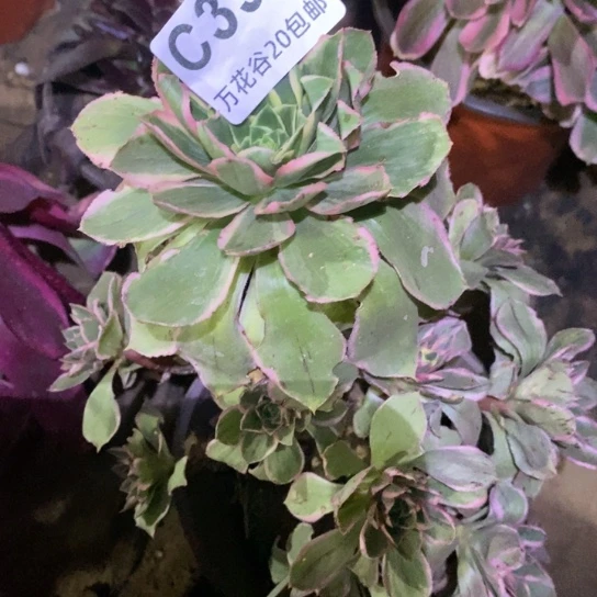 396大叶绿玫瑰锦多肉