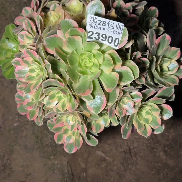 23900女妖多肉植物