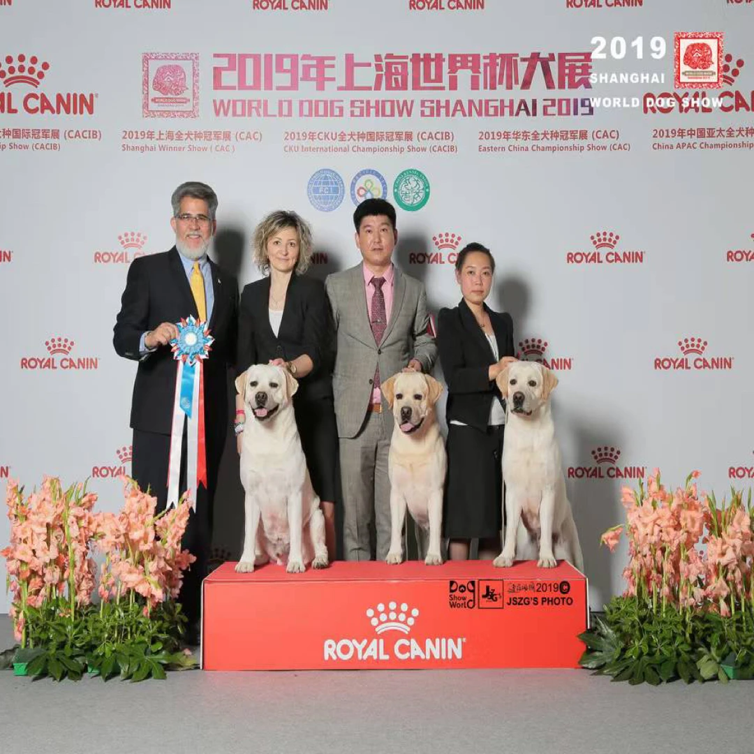 赵庄园拉布拉多犬舍