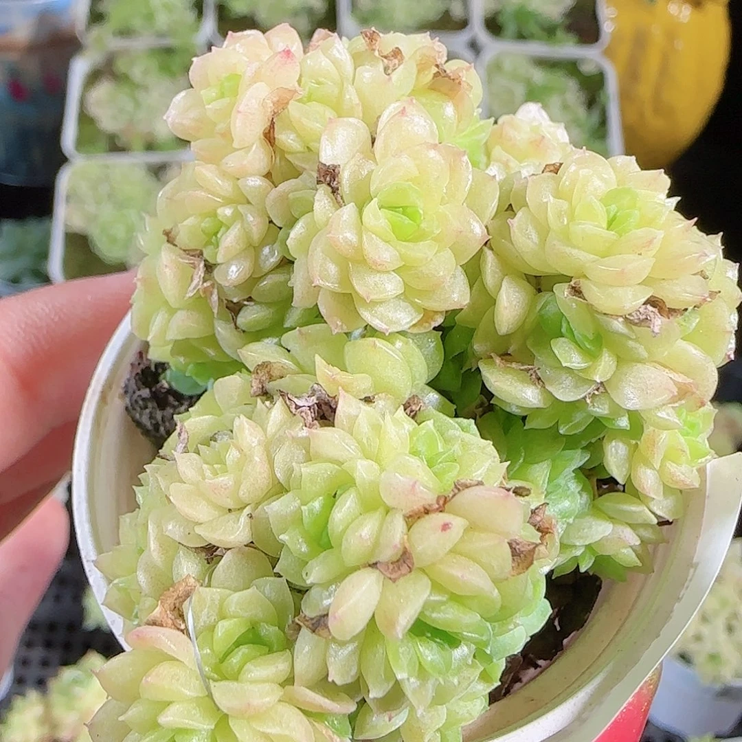 0915-59麦秆优选不包整