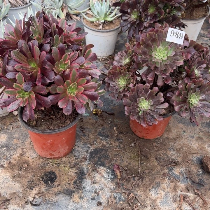 989铜壶➕赤霞飞包邮。