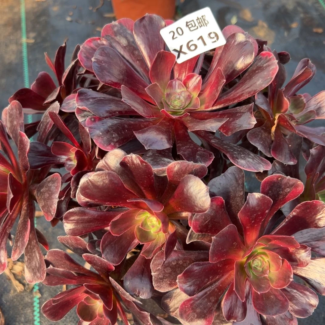 619爱神，满20包邮嘟叮熊