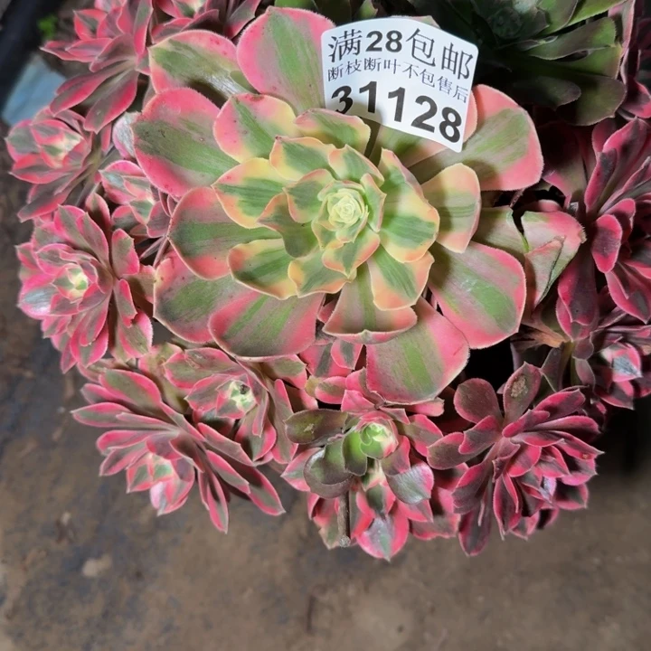 31128女妖多肉植物