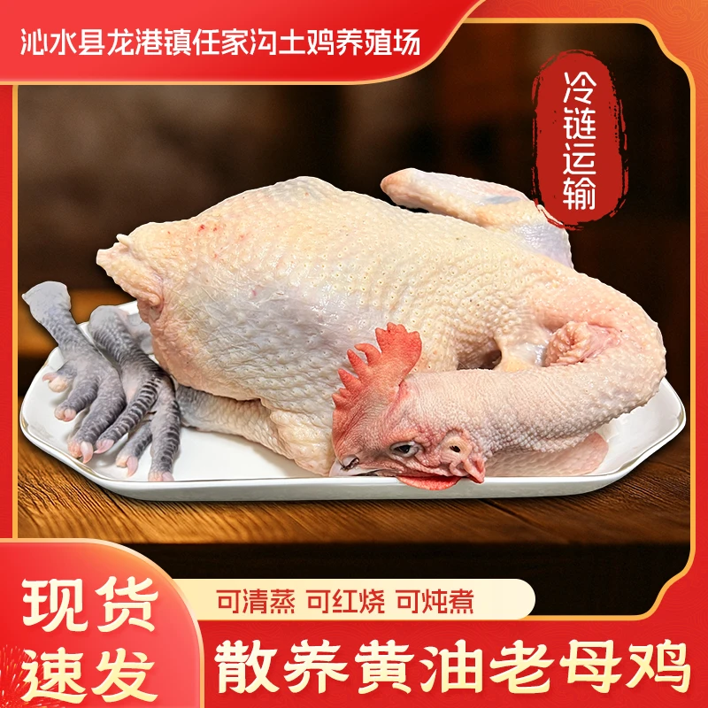 山林散养土老母鸡肉质紧致煲汤鲜美400天散养月子鸡走地鸡