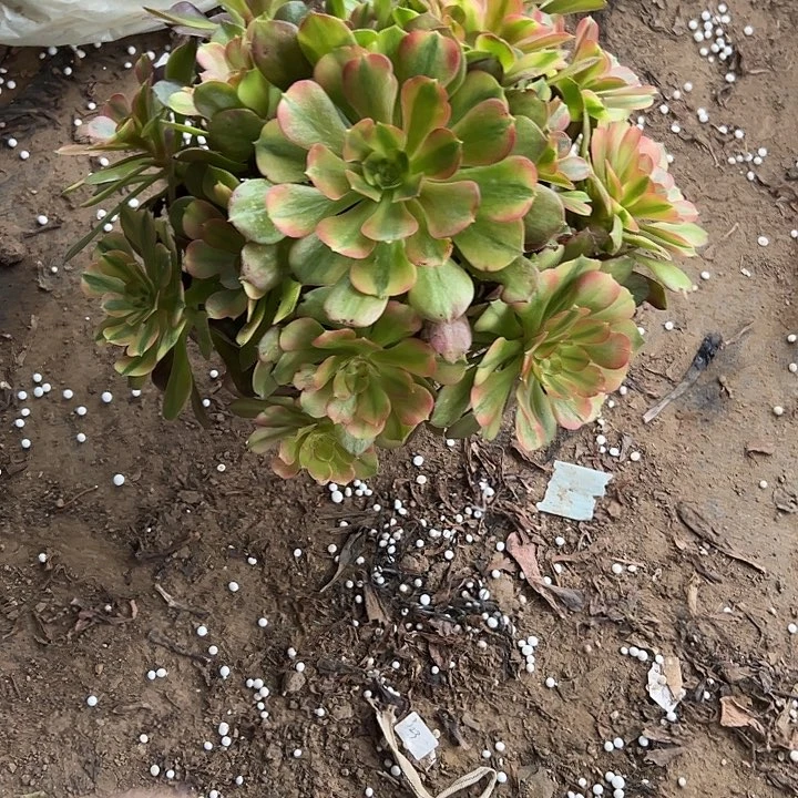 多肉法师植物链接63