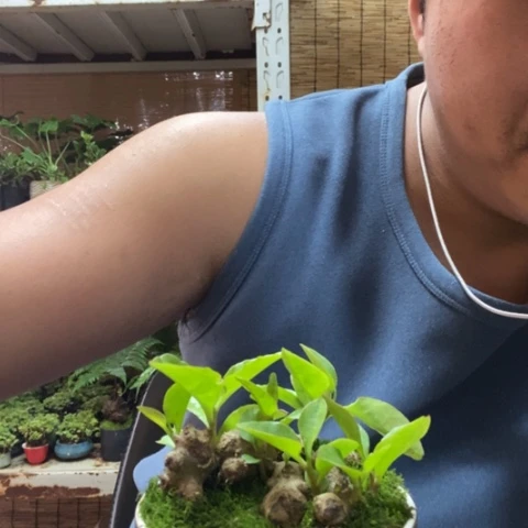 红陶一物一拍所见即所得40