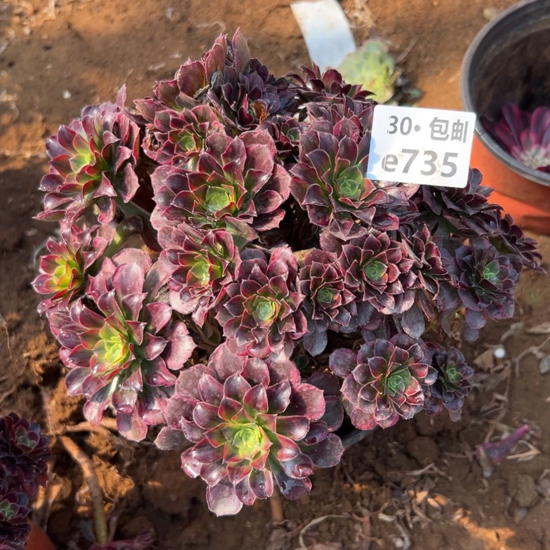 735 多肉法师安娜