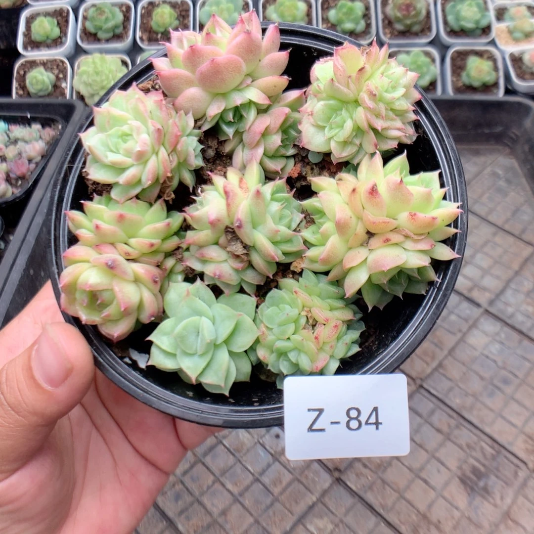 无花朵Z84英语英语