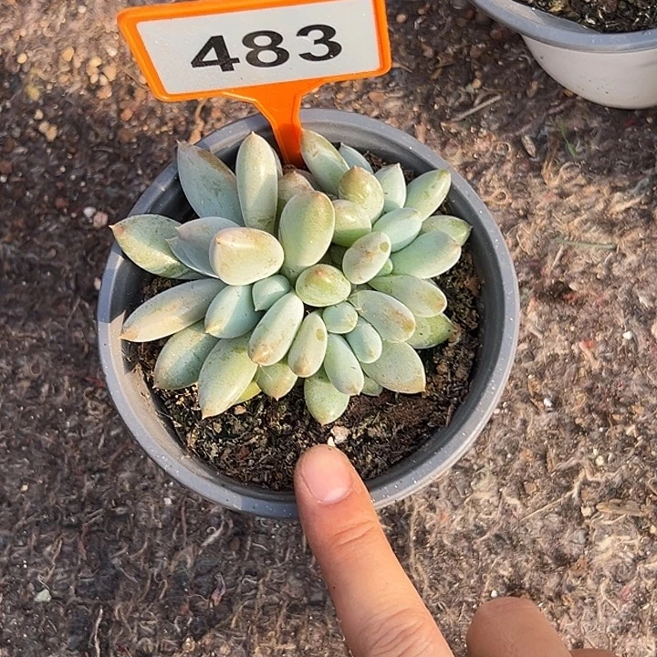 多肉植物红体哥特群483