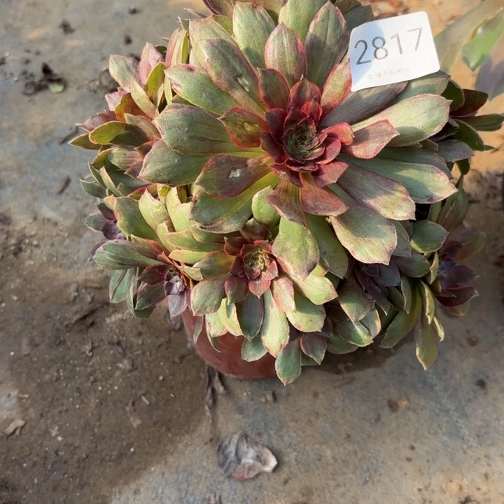 红丝绒多肉处理不包断头2817