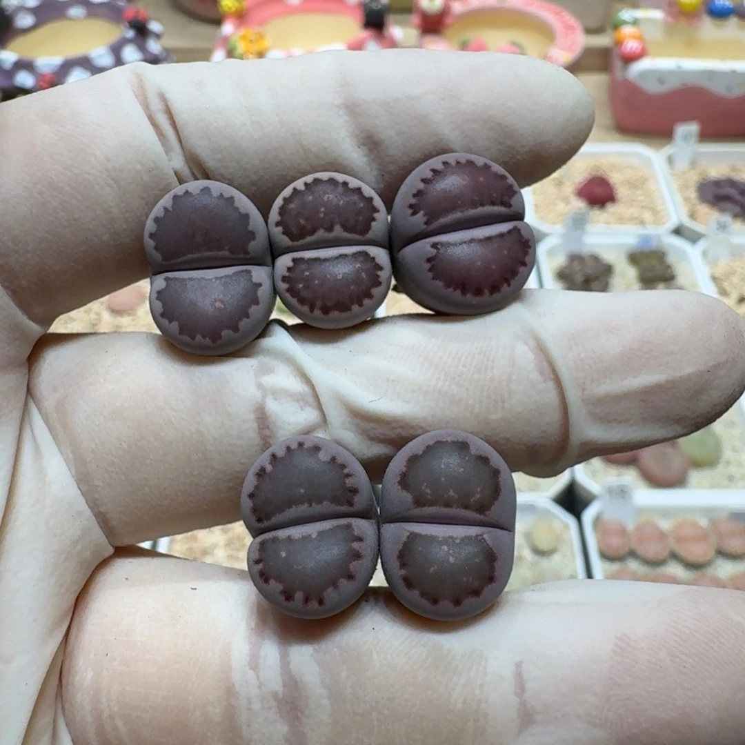 超****0801-20紫饼干干生石花