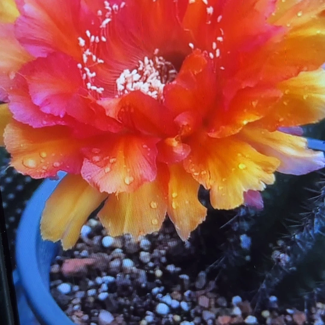 晚霞彩侧牙20包邮钱仙人球32