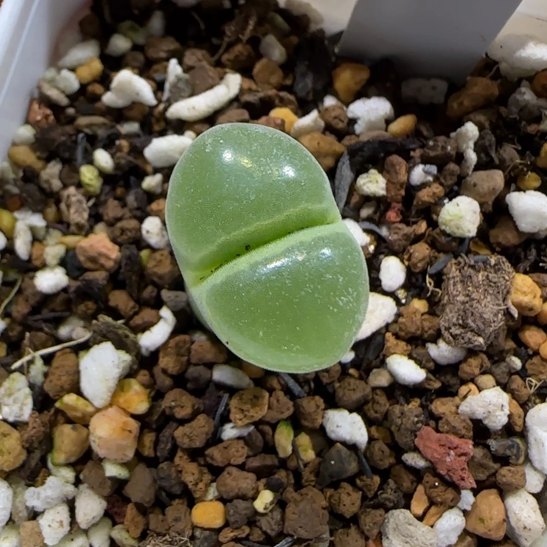 12.29。   y400。  2003