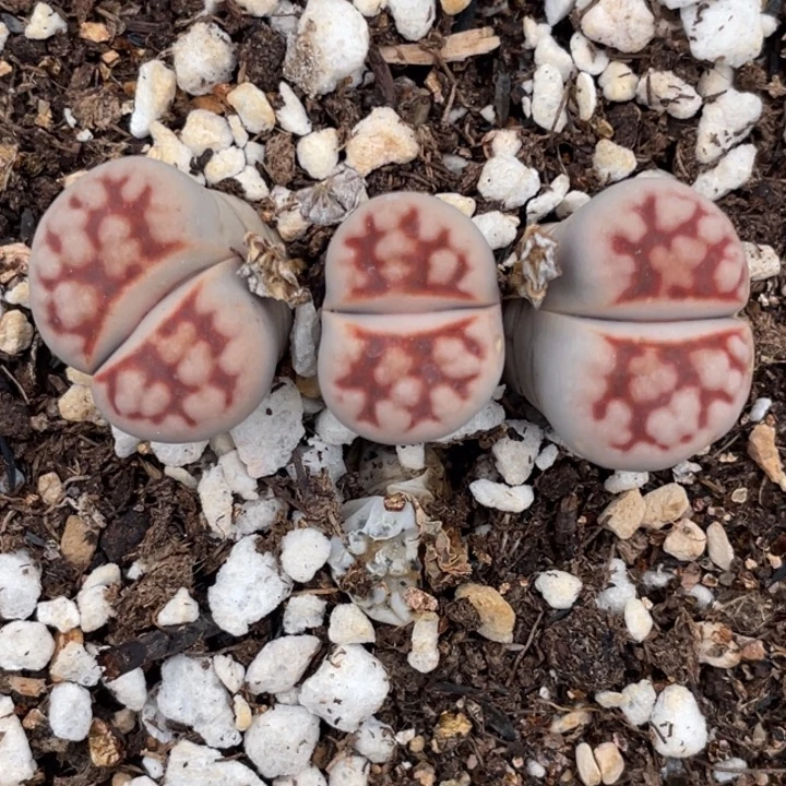 非偏远满20包邮898