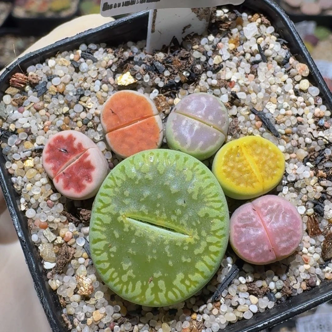 zzzz生石花肉锥1124