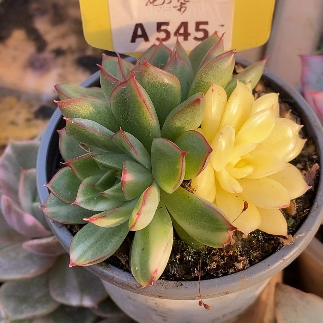 545三个状态哈哈哈
