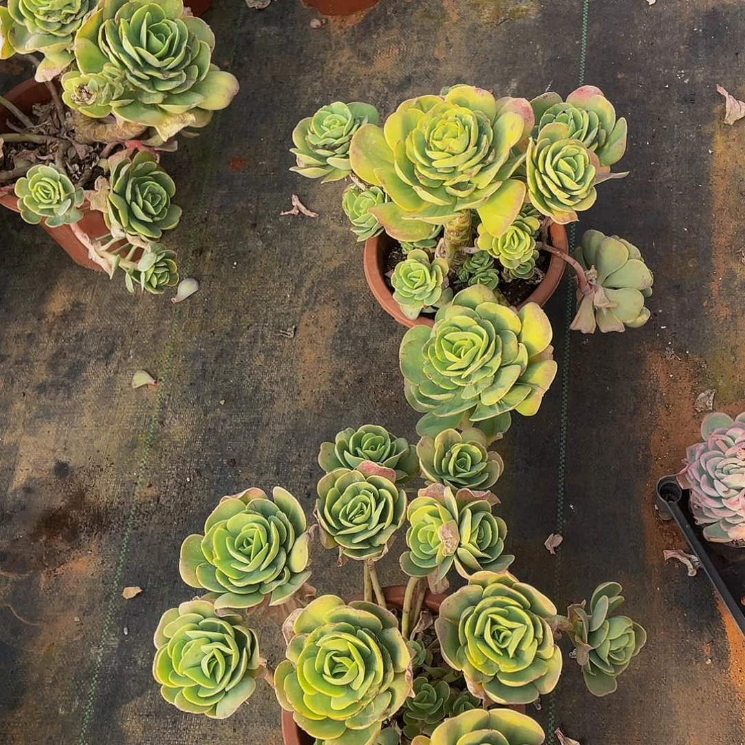 鸡蛋碧桃26.8多肉群生