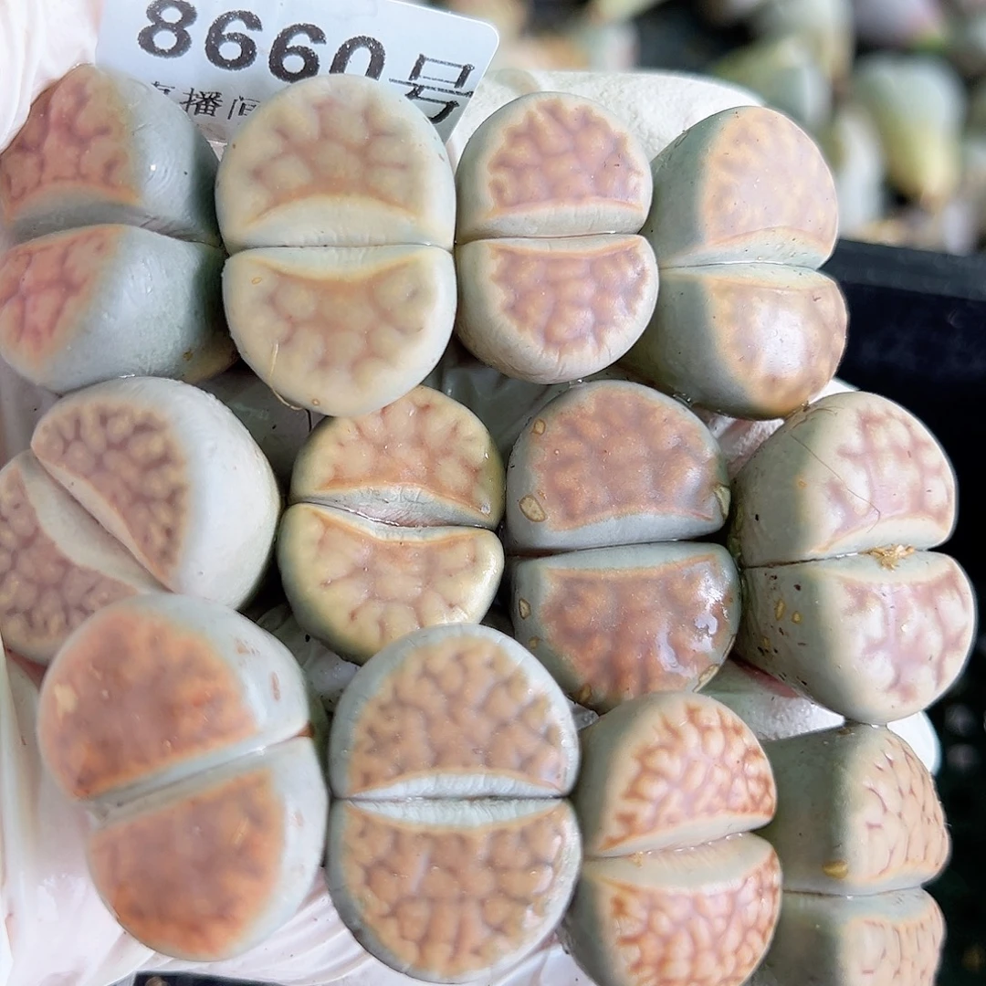 8660 好养易活生石花大母本12个超大单头个别老疤特价