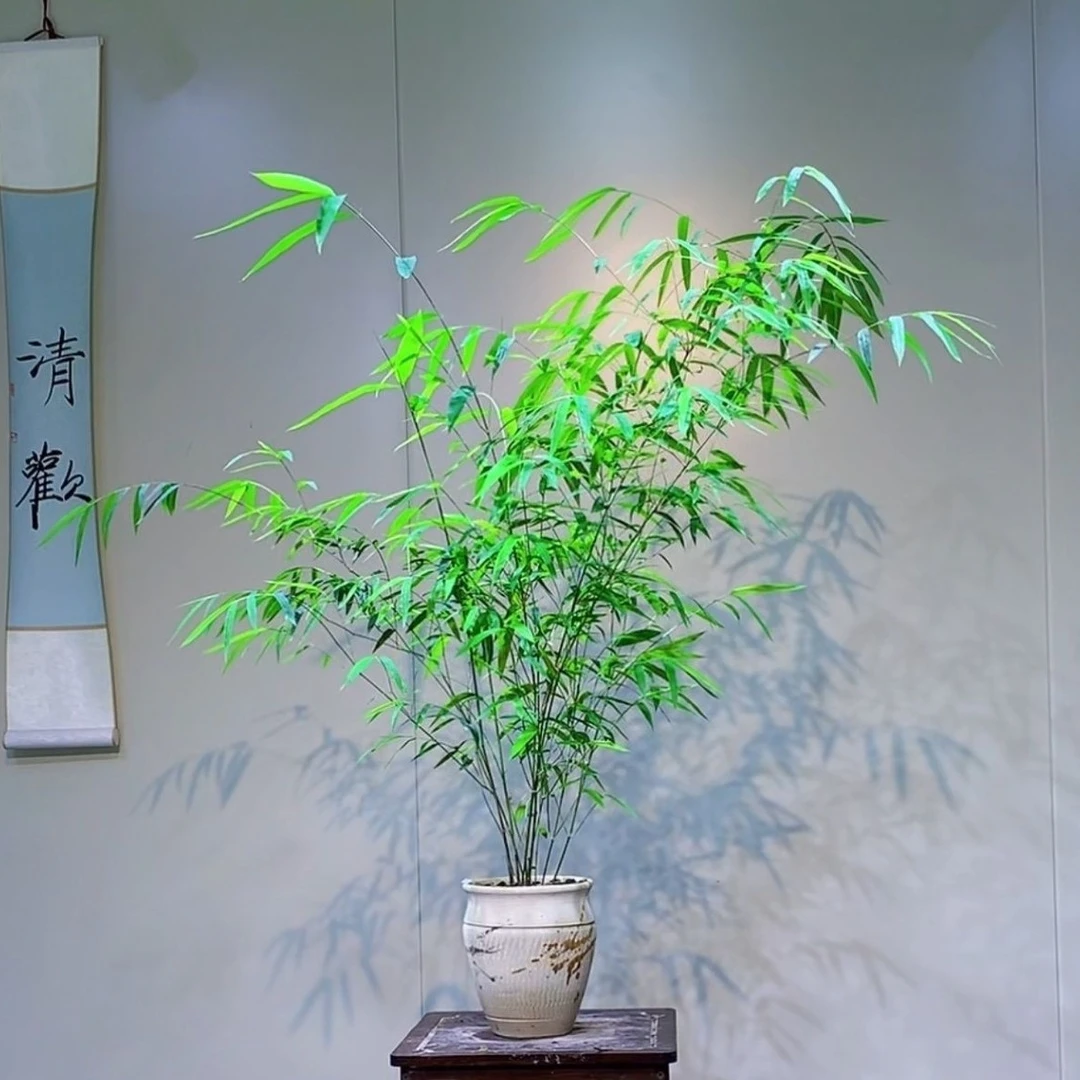 精品高档书房盆景盆栽竹子禅意茶桌高雅竹室内内门正品好养绿植