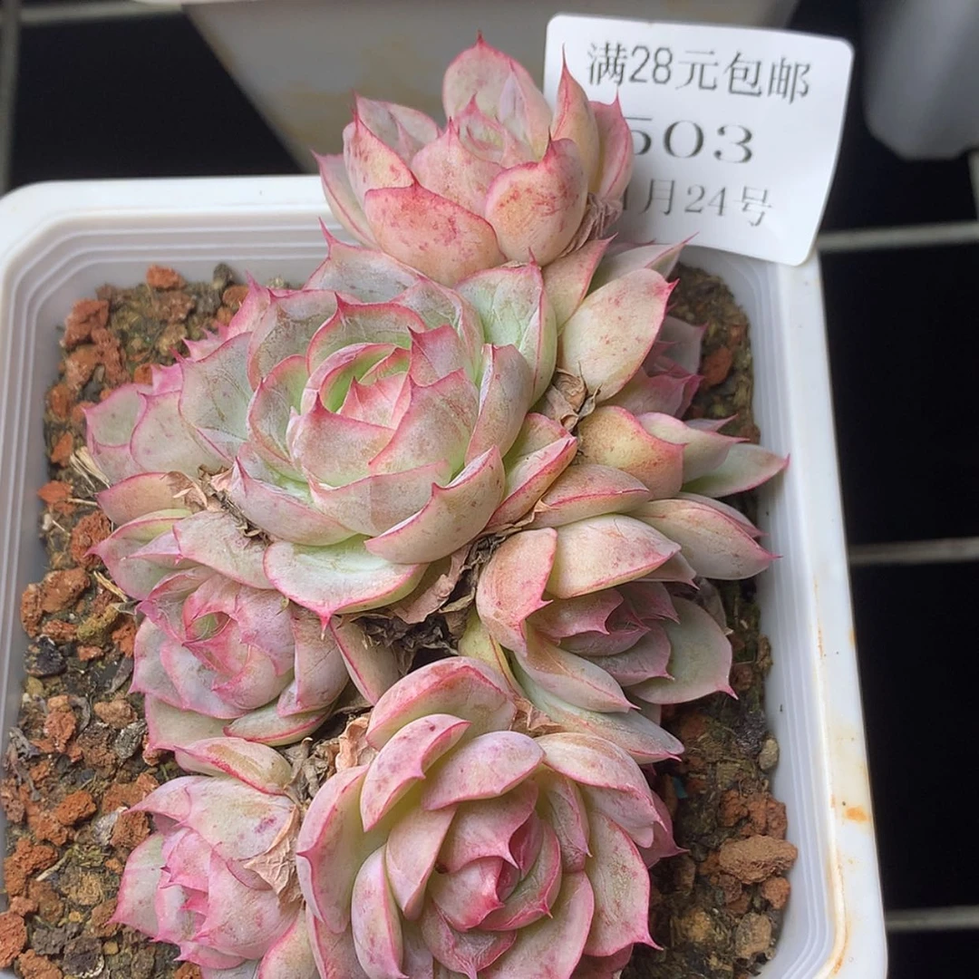 【闪购商品】云503号线