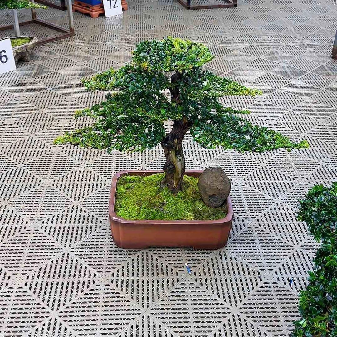 盆景龙**上珍珠罗汉松盆景