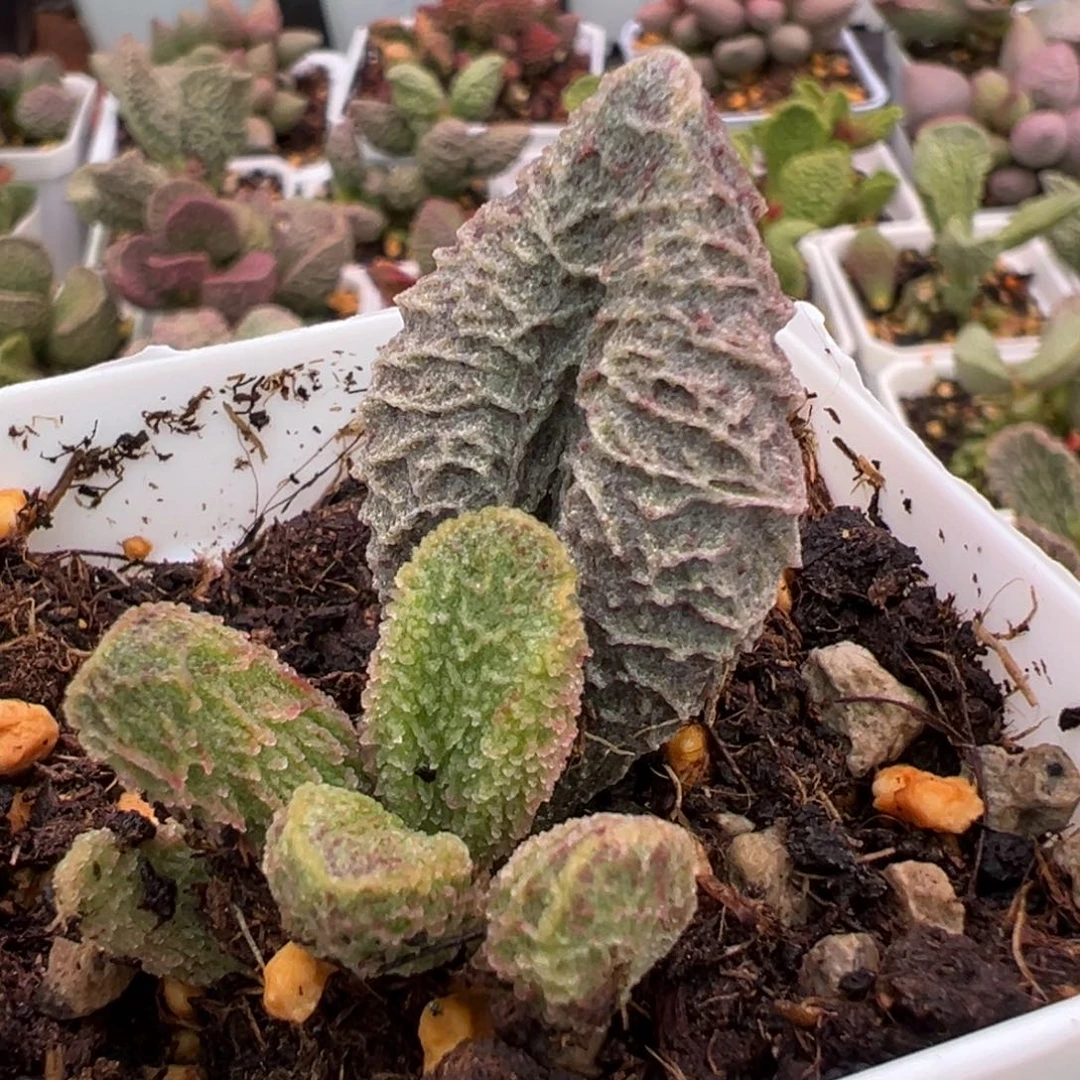 大叶螺旋倒刺纹实生大苗