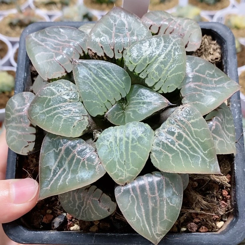 【闪购商品】55水晶101母本
