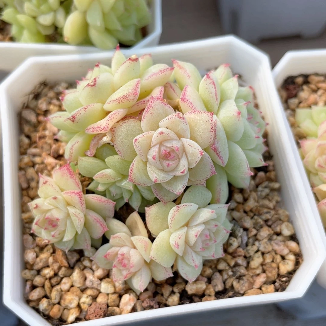 优选玫瑰花女王1202