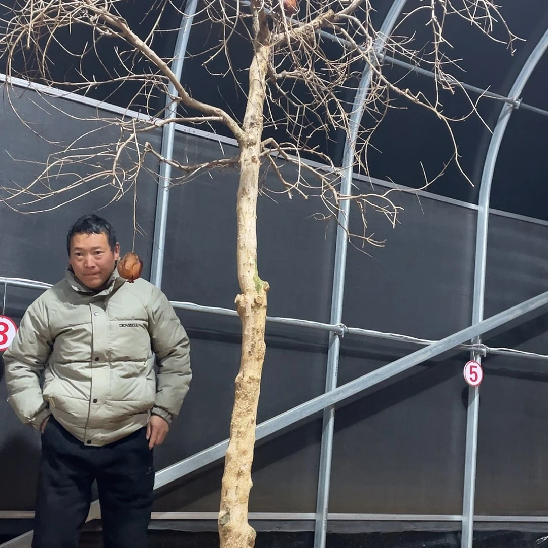 全部花朵突尼斯软籽石榴树