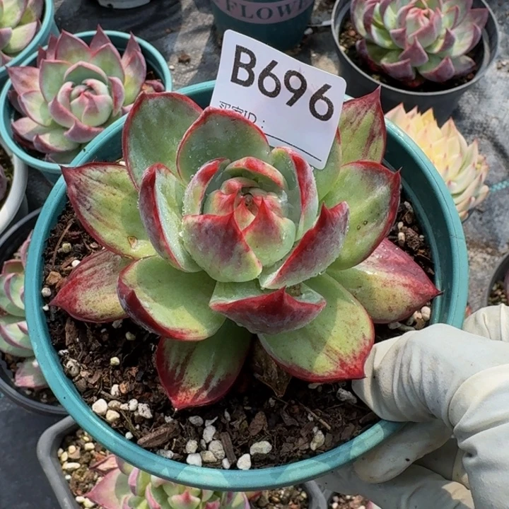 惊鸿仙子 696.........