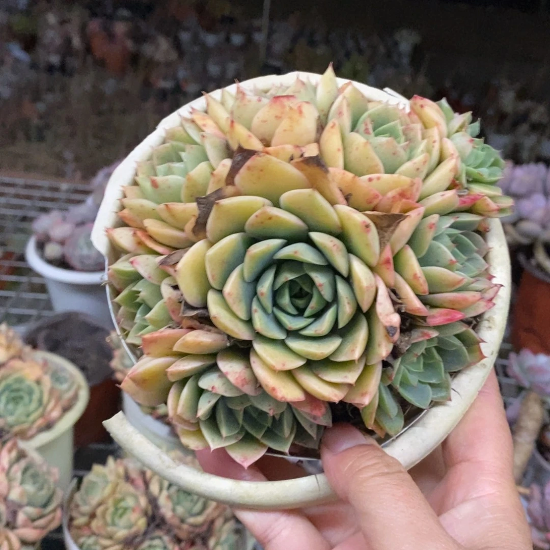 苯巴蒂斯手捧老桩