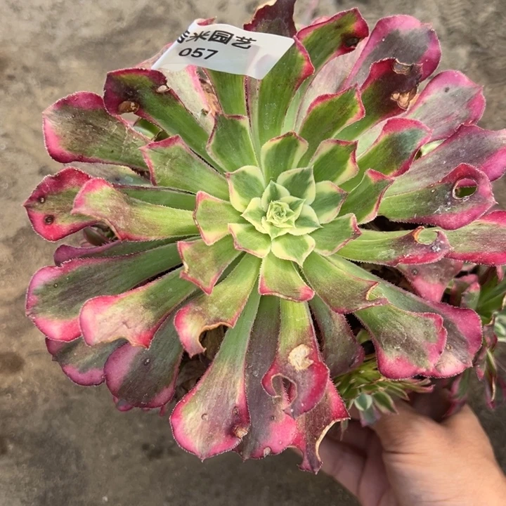 铜壶锦手捧多肉植物057