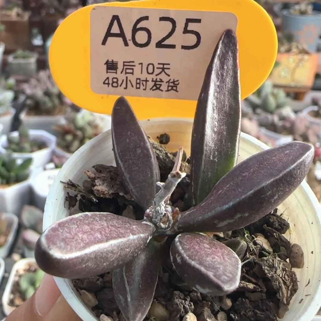 黑肌愣叶。    625。