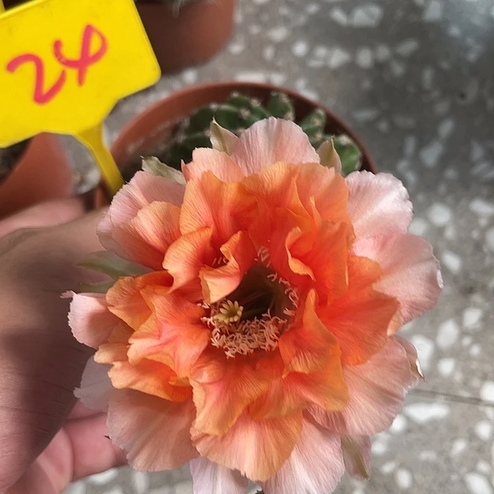 24号新球摘花脱土发货