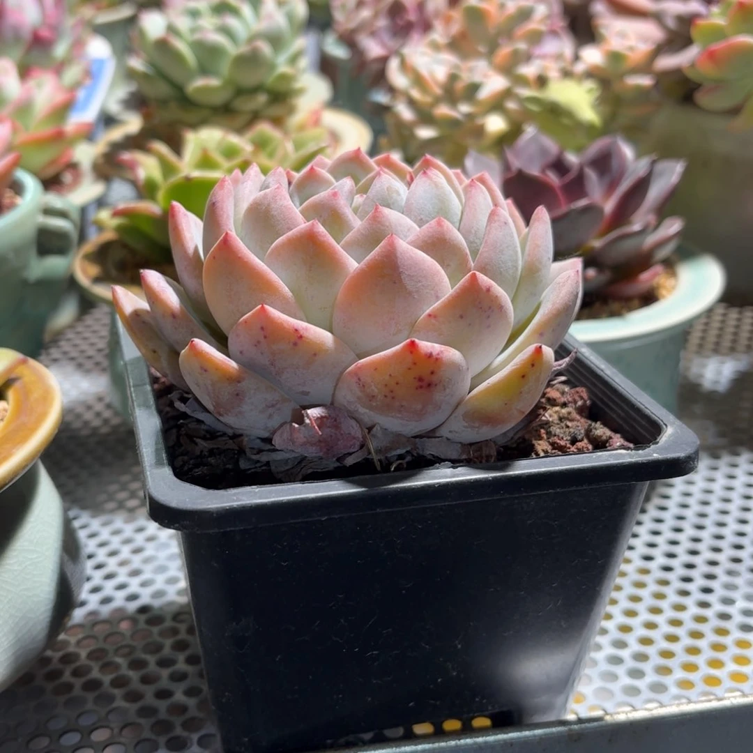 飞****女粉水晶换橙梦露补差价