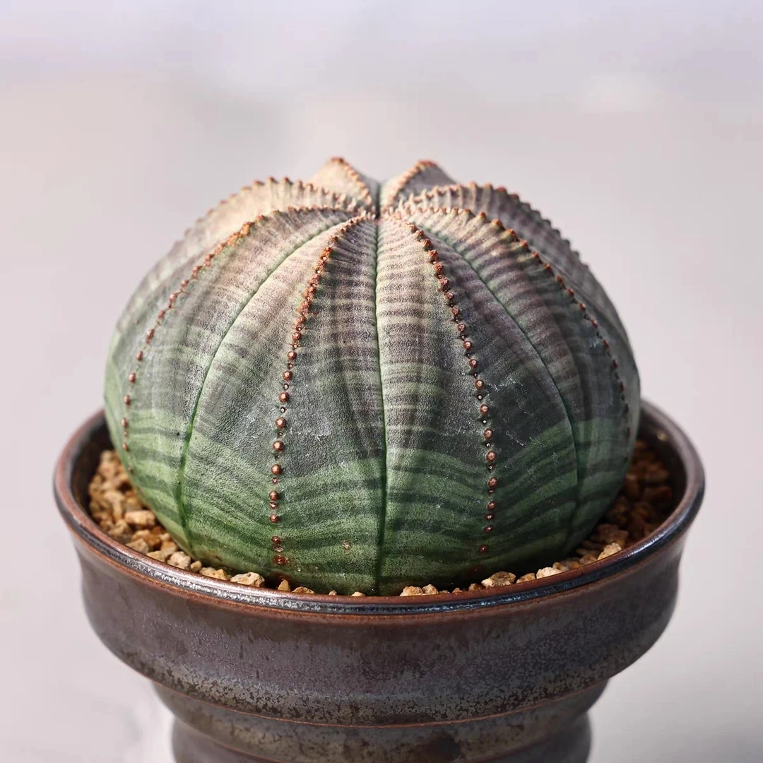 实生欧布 无刺布纹球开花仙人好养