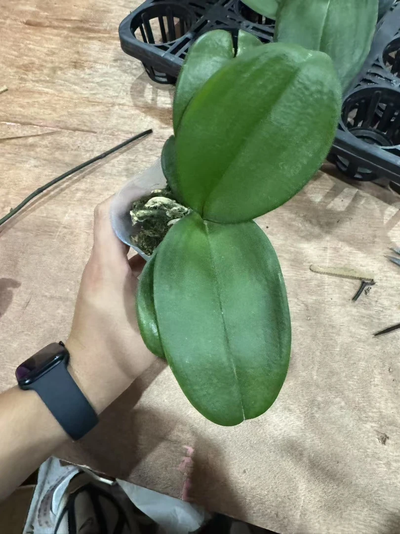 兰屿 LYSLAND福袋【青稞苗 3.0寸】蝴蝶兰鲜花盆栽