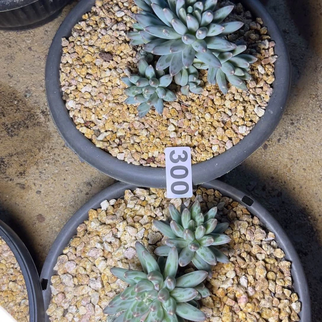 零**度伊卡鲁斯两颗300