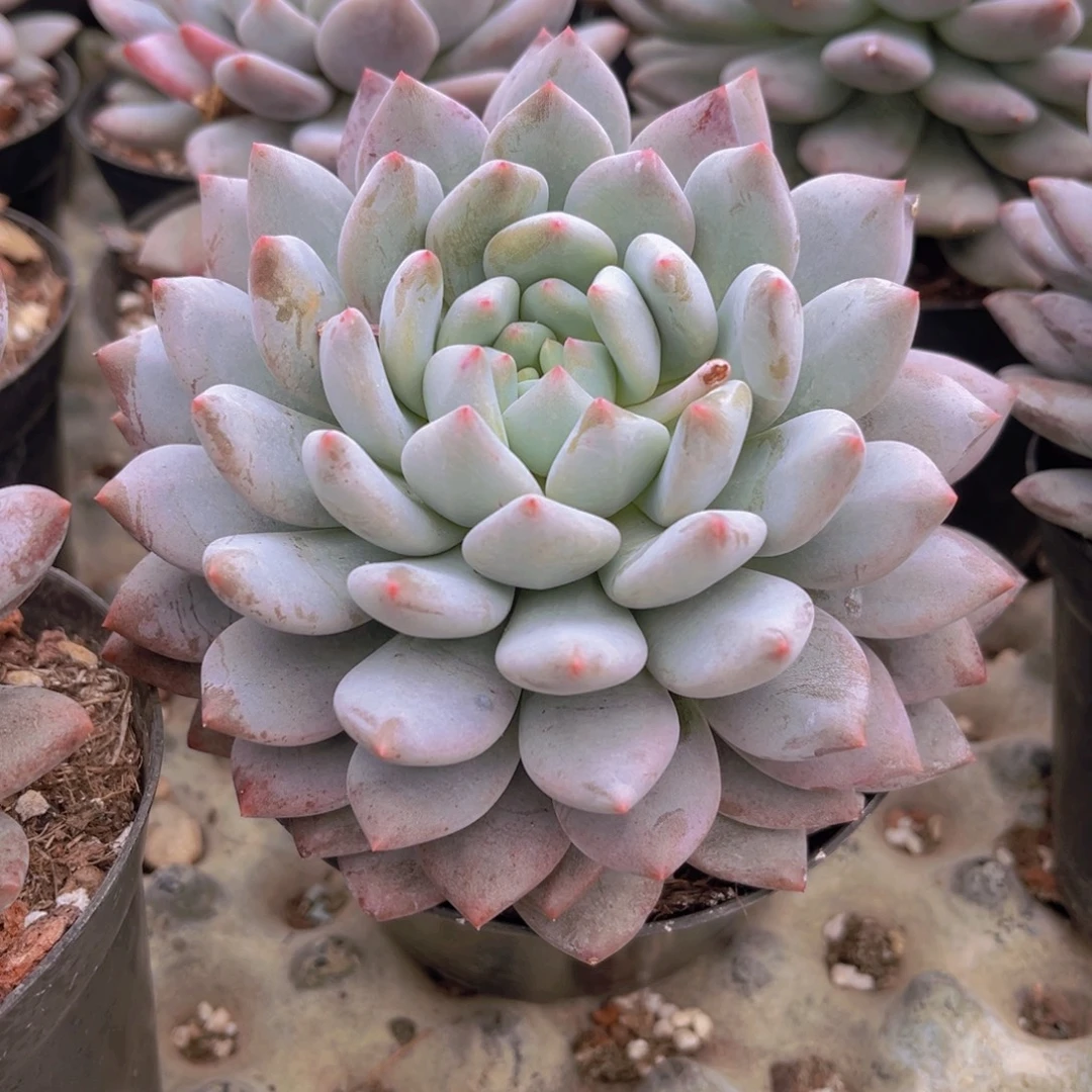 半夏13.5公分9999999999