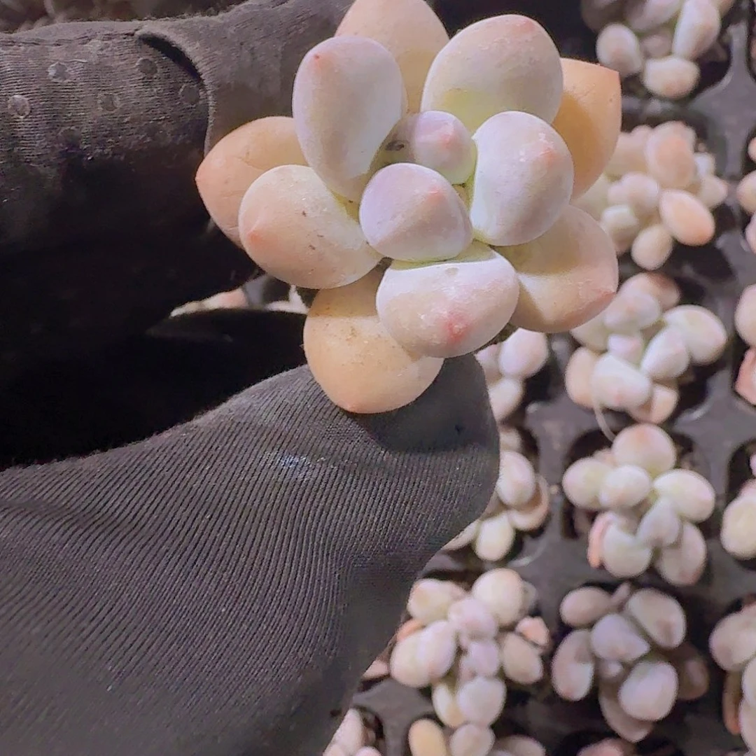 精品奶豆两颗一组