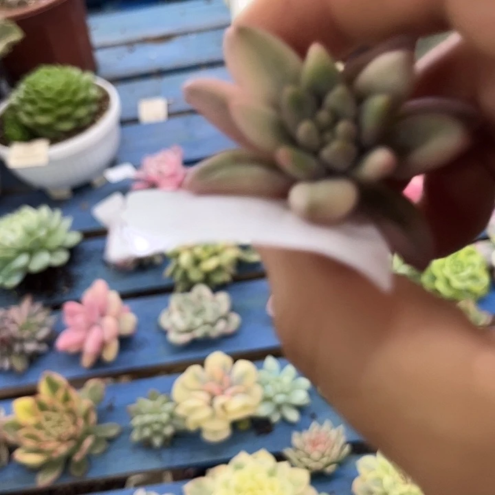 *****607多肉植物哇啦塞一组的