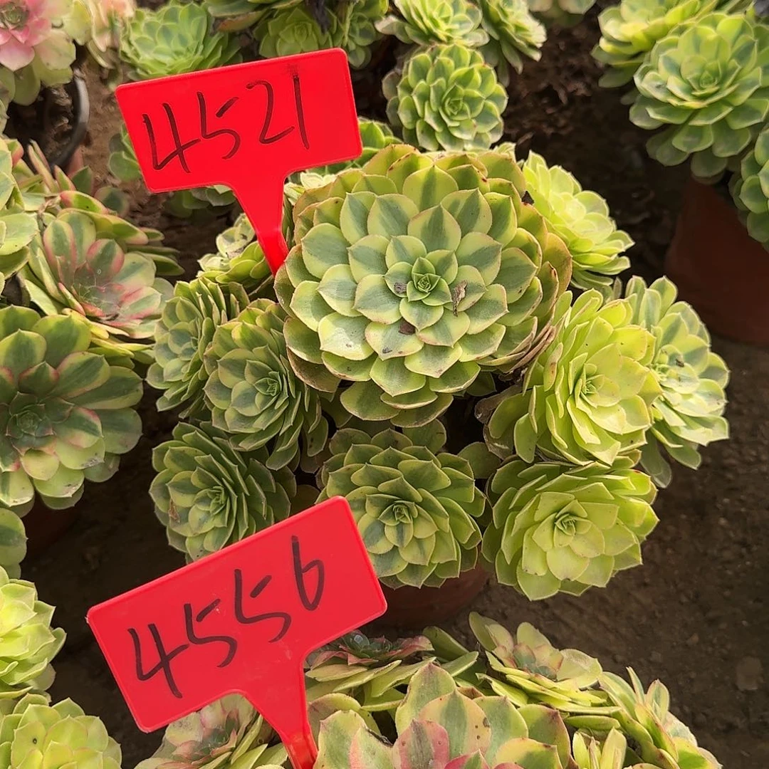 明***好4521雨荷多肉法师