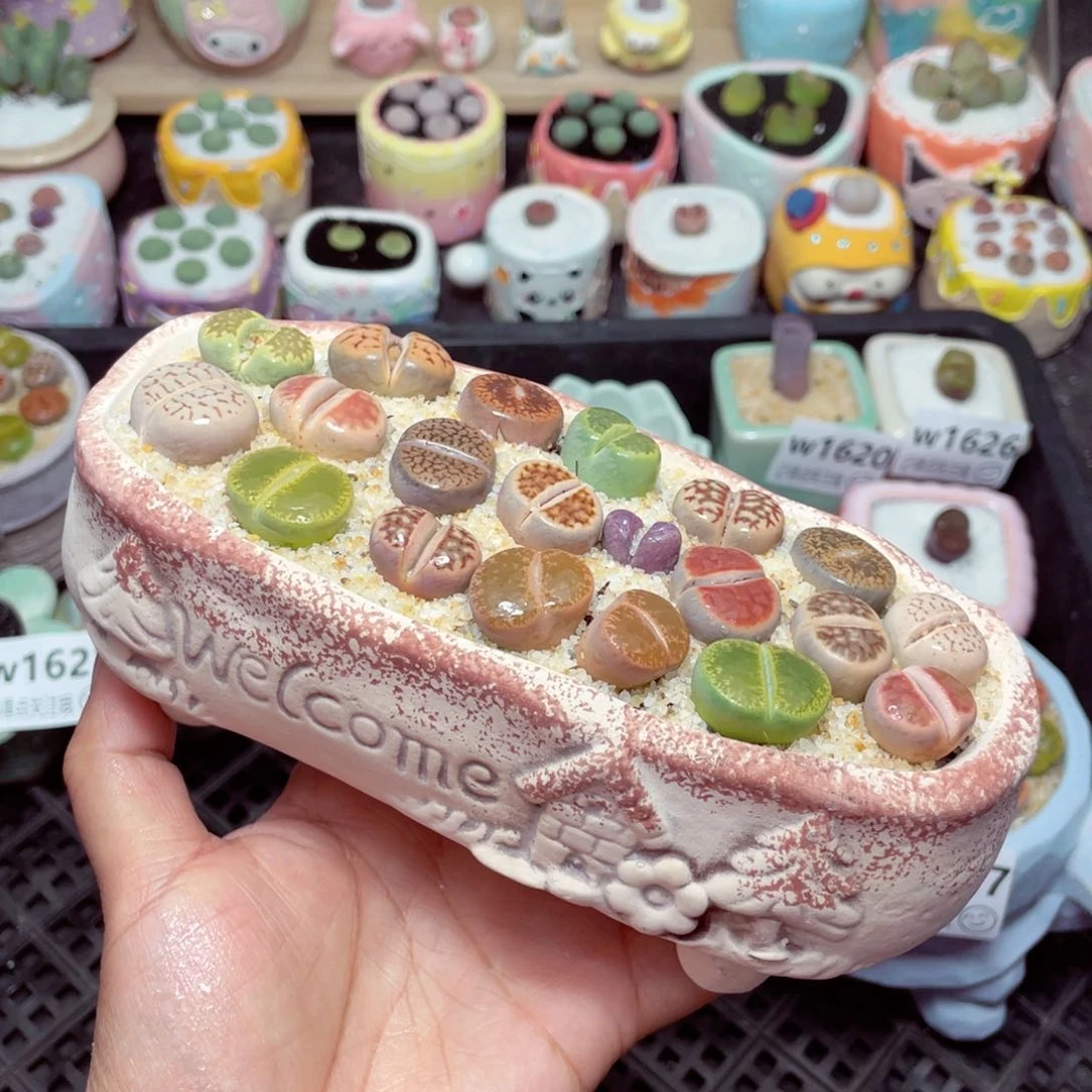 w1629 -零下地区拍保温箱-15支持寄养